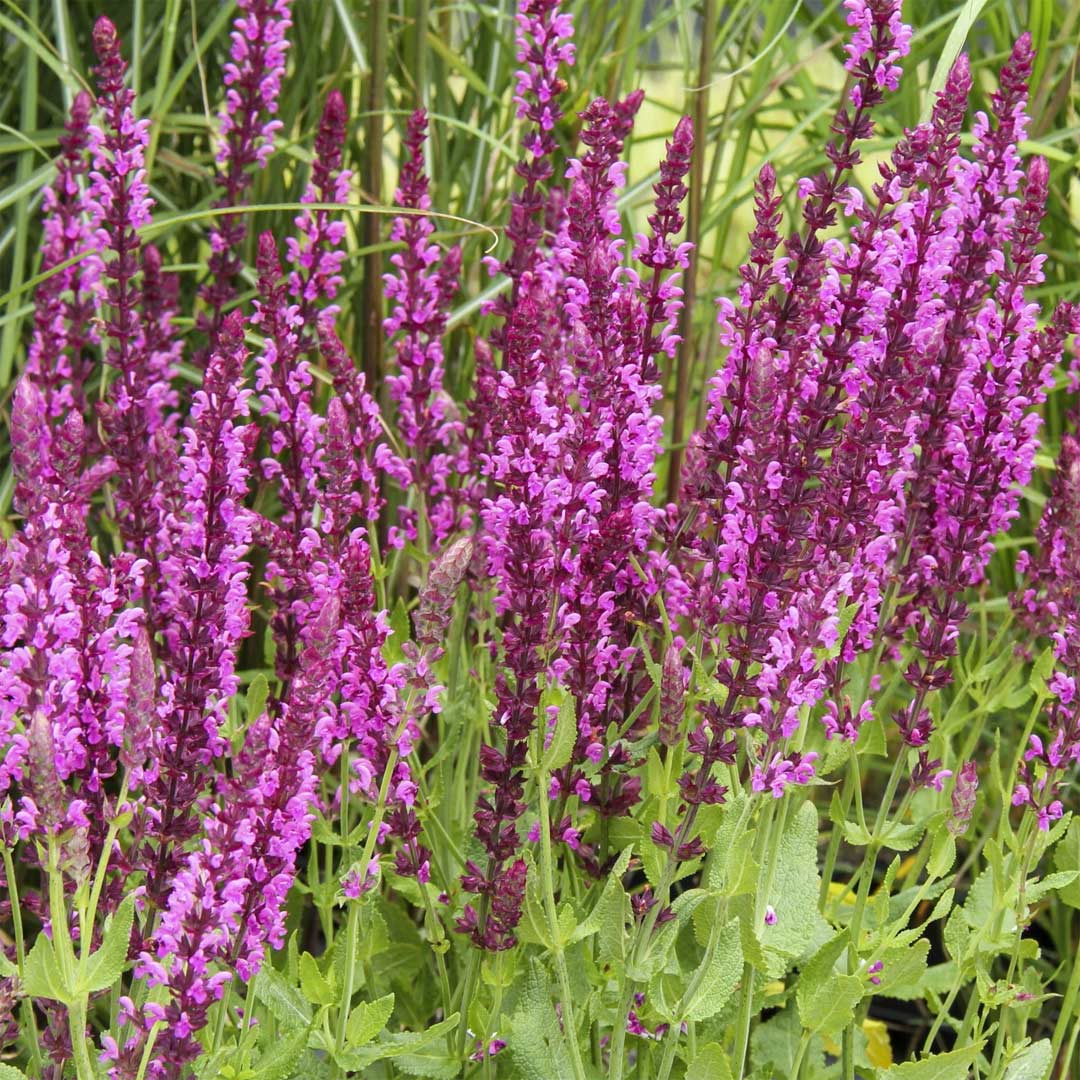 Jaleș de câmp roz - Salvia nemorosa 'Pink Beauty'