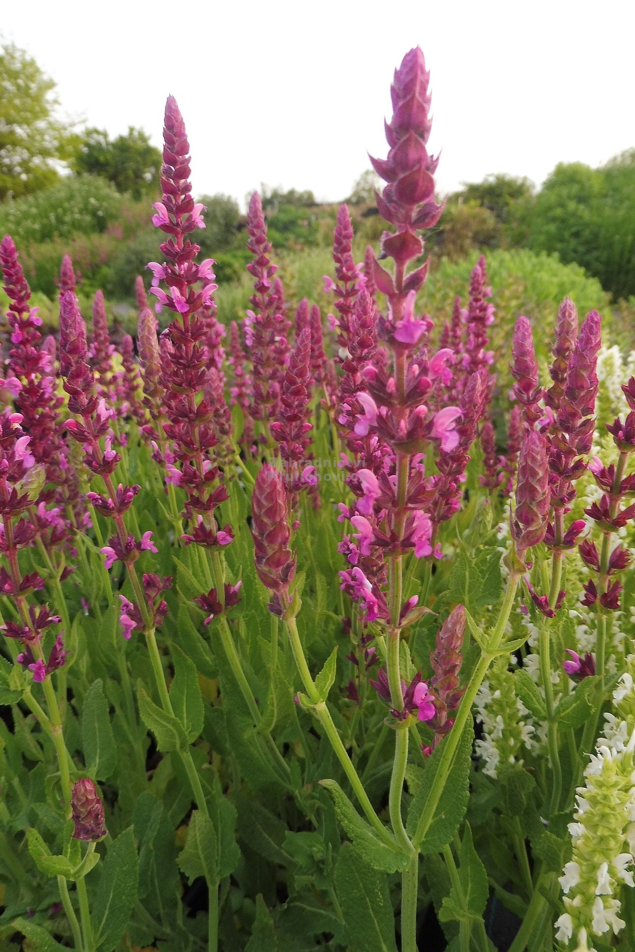 Jaleș de câmp roz - Salvia nemorosa 'Pink Beauty'