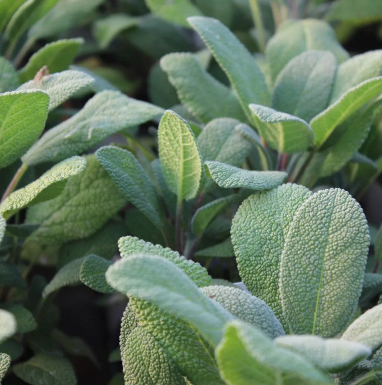 Salvie- Salvia officinalis Grower’s Friend