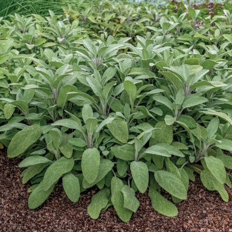 Salvie- Salvia officinalis Grower’s Friend
