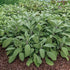 Salvie- Salvia officinalis Grower’s Friend