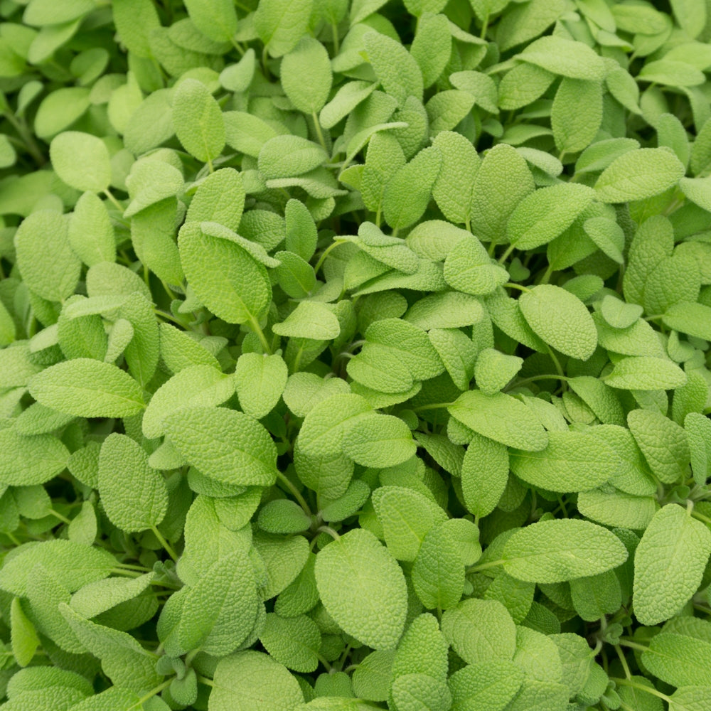 Salvie- Salvia officinalis Grower’s Friend