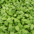 Salvie- Salvia officinalis Grower’s Friend