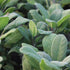 Salvie- Salvia officinalis Grower’s Friend