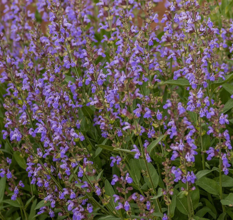 Salvie- Salvia officinalis Grower’s Friend