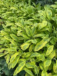 Salvie- Salvia officinalis 'Icterina'