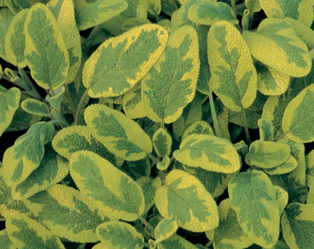 Salvie- Salvia officinalis 'Icterina'