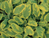 Salvie- Salvia officinalis 'Icterina'