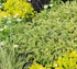 Salvie- Salvia officinalis 'Icterina'