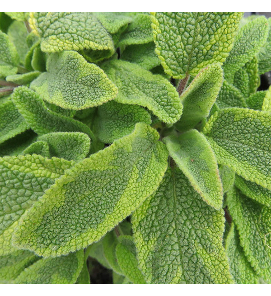 Salvie- Salvia officinalis 'Icterina'