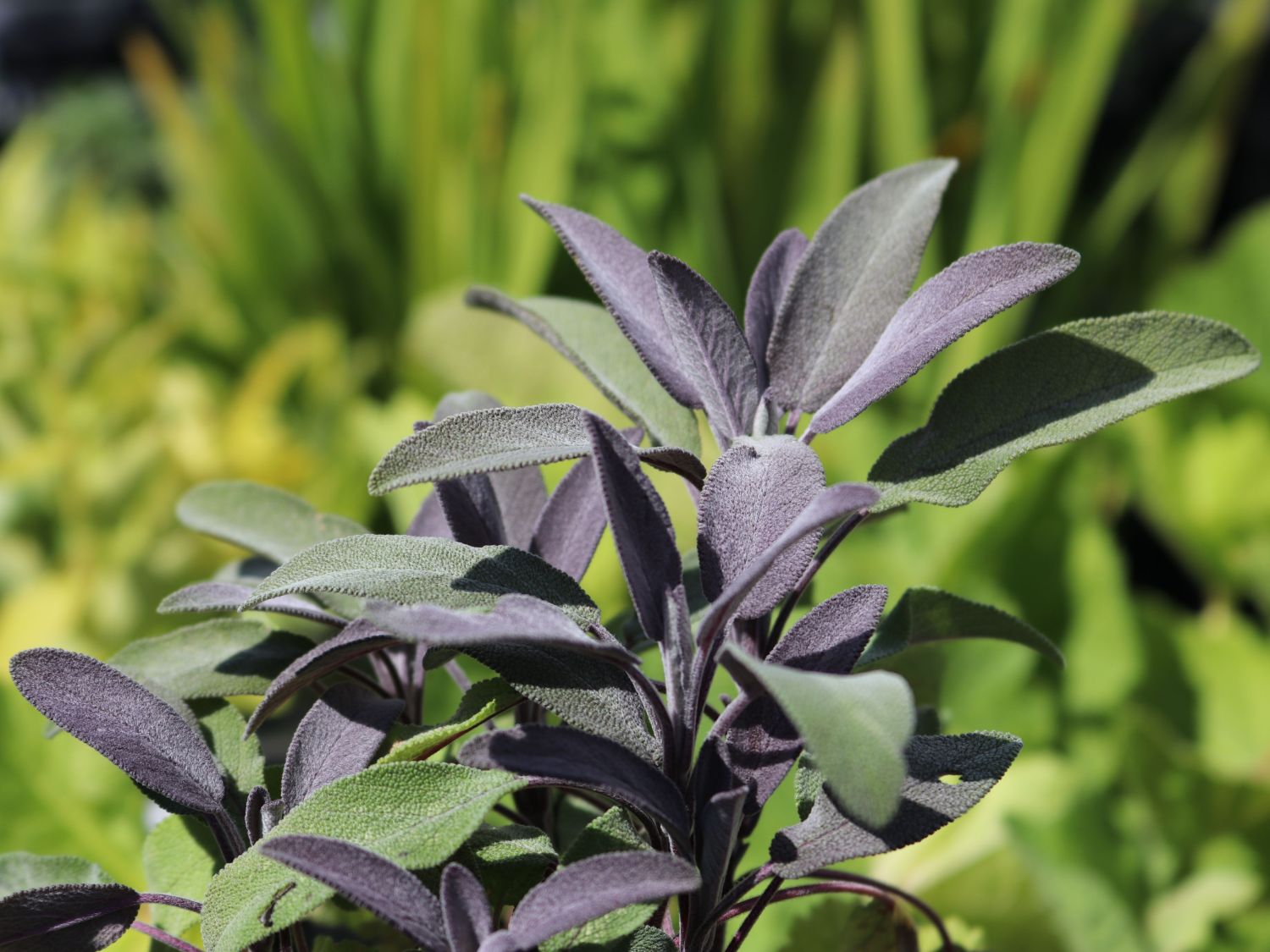 Salvie - Salvia officinalis 'Purple Beauty