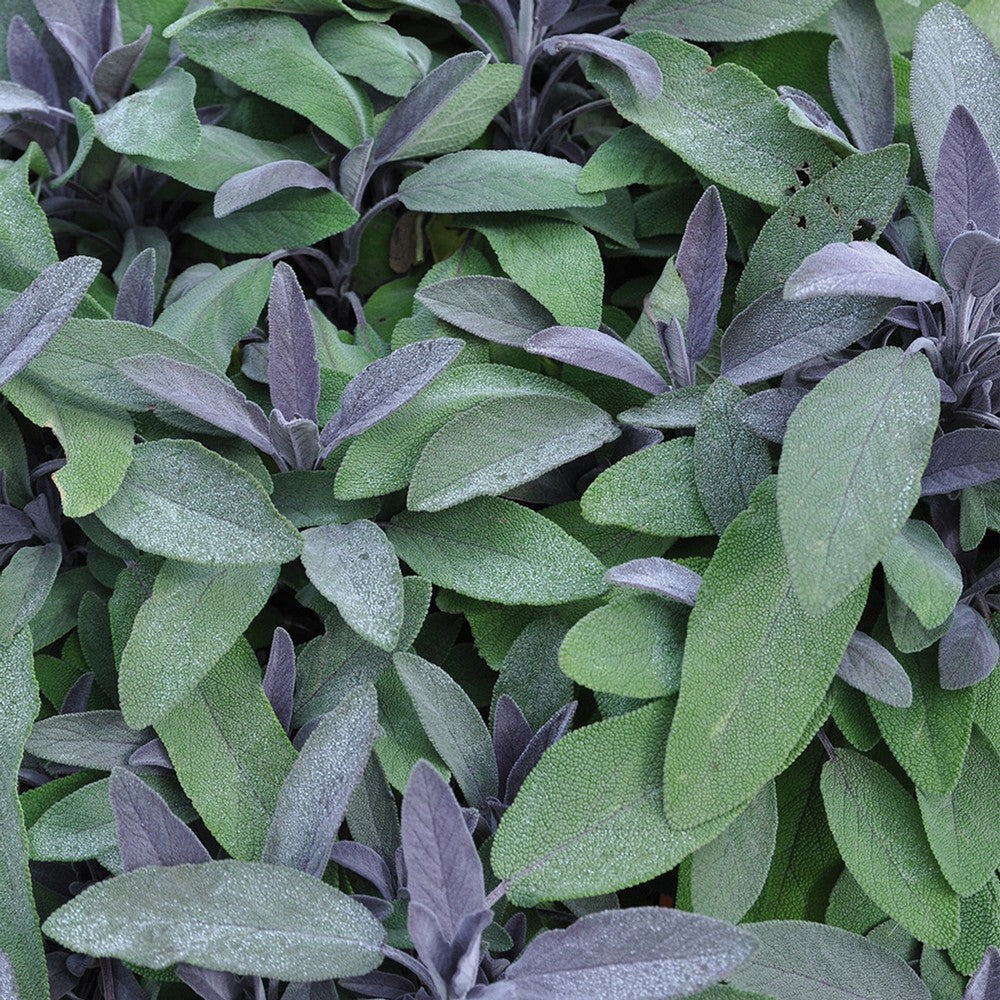 Salvie - Salvia officinalis 'Purple Beauty