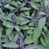 Salvie - Salvia officinalis 'Purple Beauty