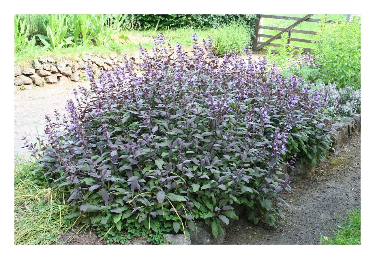 Salvie - Salvia officinalis 'Purple Beauty