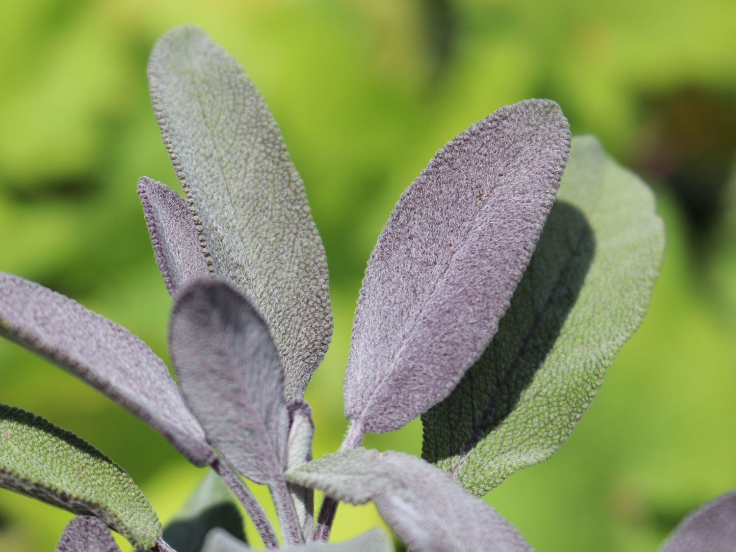Salvie - Salvia officinalis 'Purple Beauty