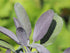Salvie - Salvia officinalis 'Purple Beauty