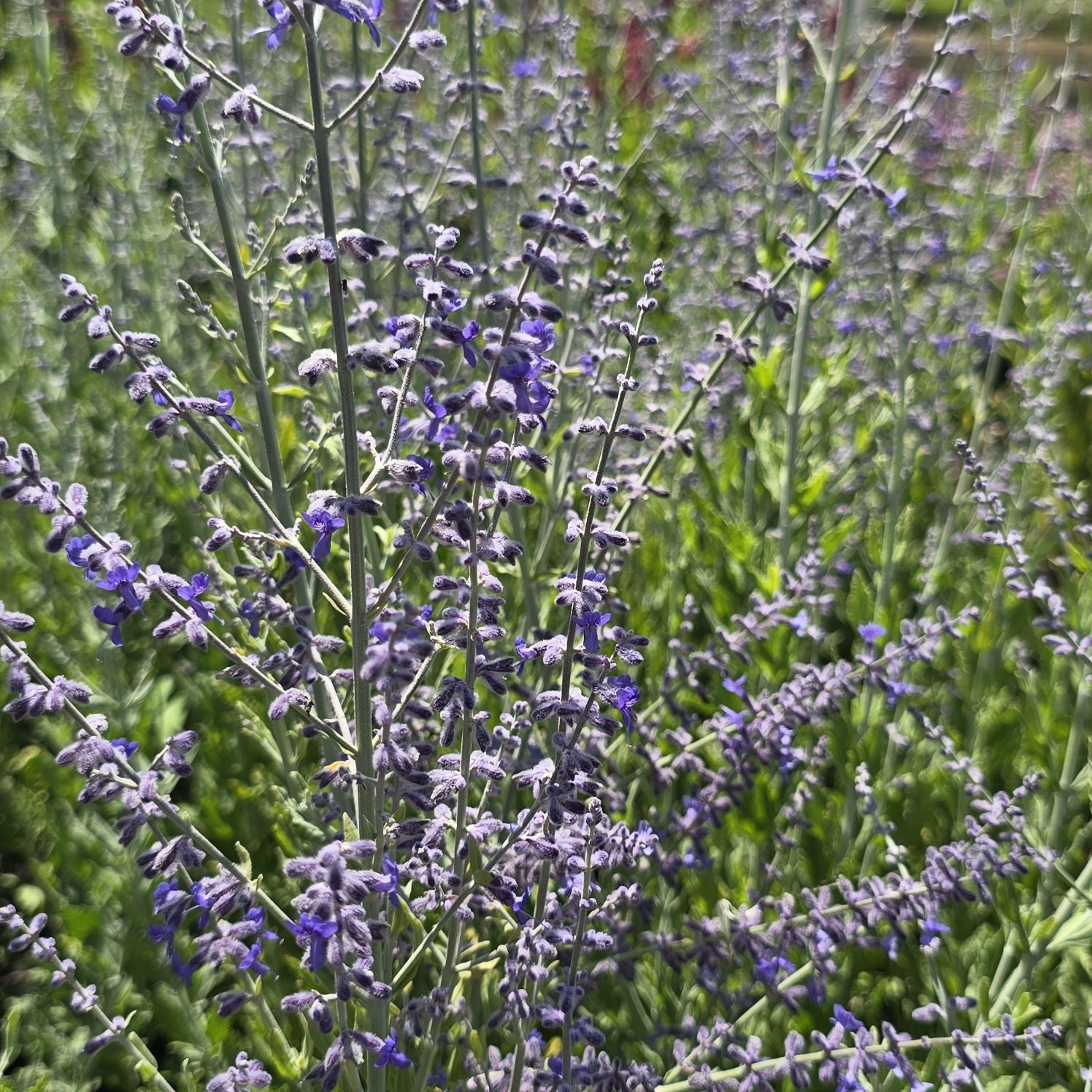 Salvie rusească - Perovskia atriplicifolia Bluesette