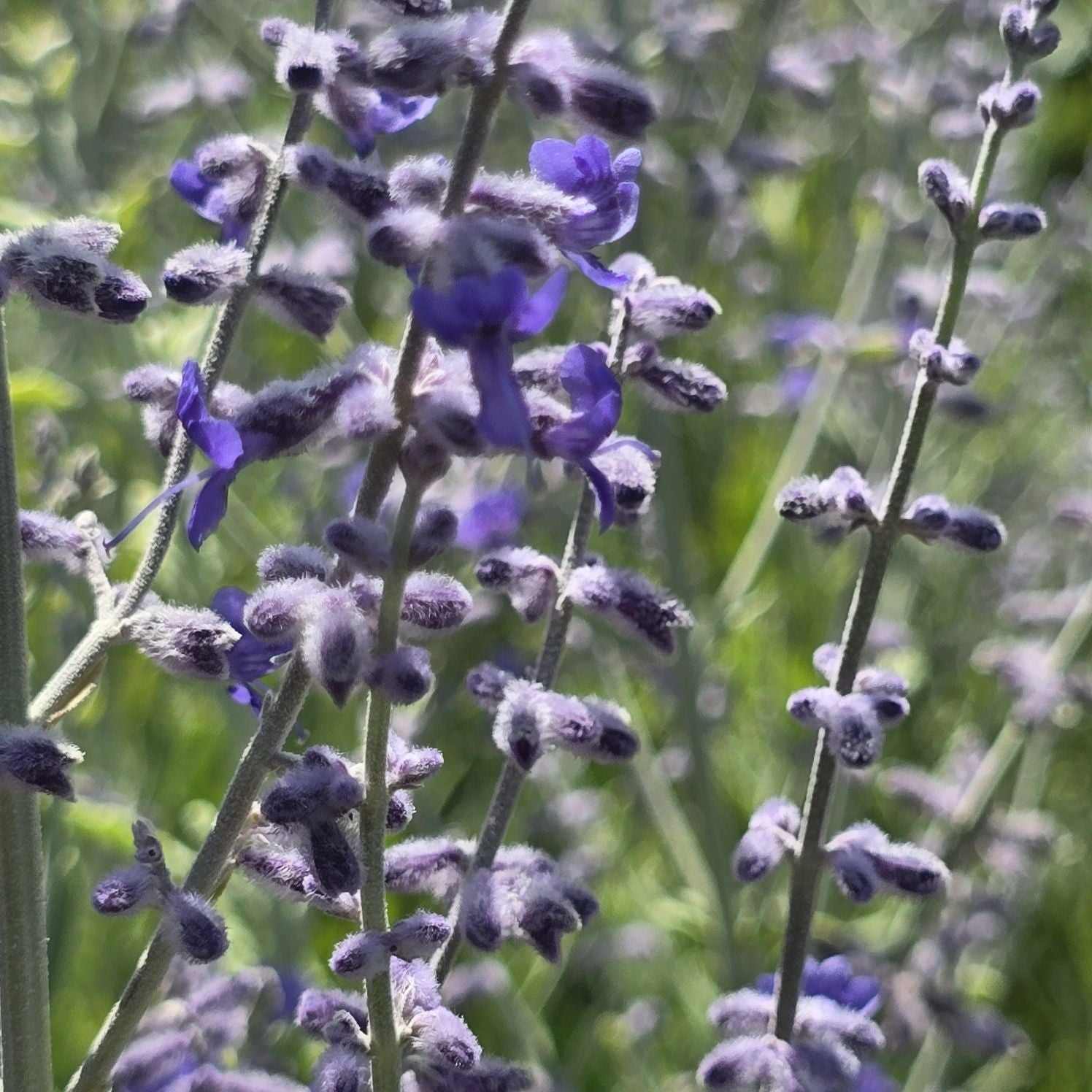 Salvie rusească - Perovskia atriplicifolia Bluesette