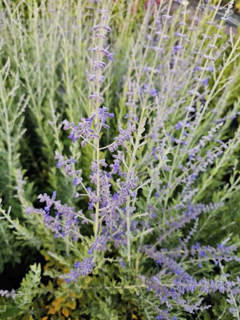 Salvie rusească - Perovskia atriplicifolia Bluesette