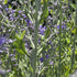 Salvie rusească - Perovskia atriplicifolia Bluesette