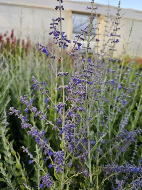 Salvie rusească - Perovskia atriplicifolia Bluesette
