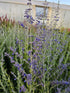 Salvie rusească - Perovskia atriplicifolia Bluesette