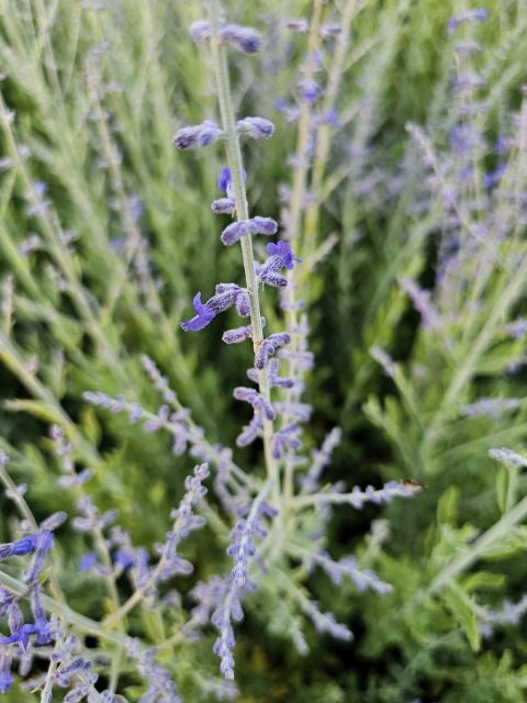 Salvie rusească - Perovskia atriplicifolia Bluesette