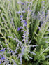 Salvie rusească - Perovskia atriplicifolia Bluesette