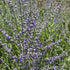 Salvie rusească - Perovskia atriplicifolia Bluesette