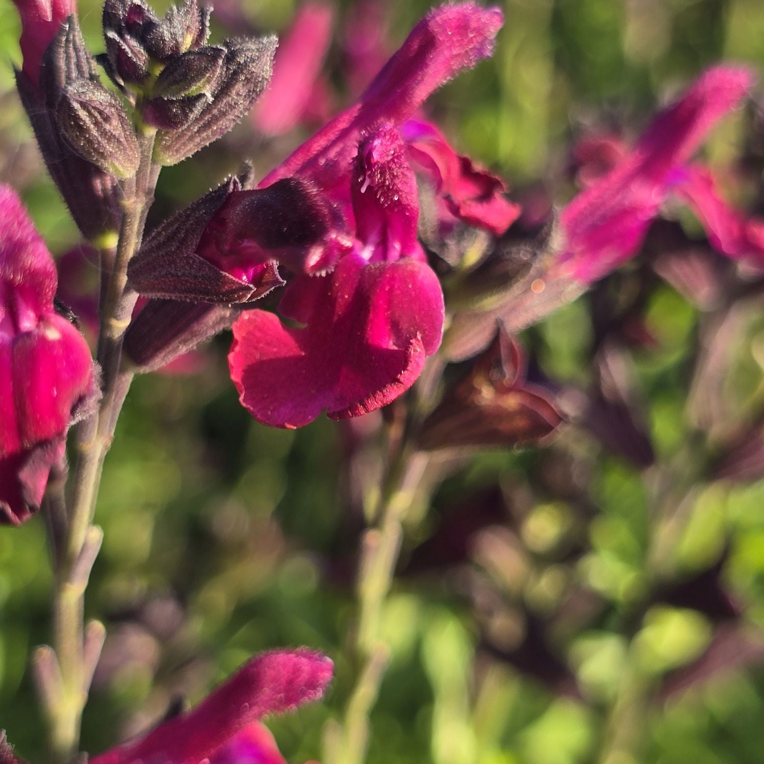 Salvie - Salvia greggii Mirage Burgundy