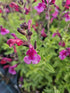 Salvie - Salvia greggii Mirage Burgundy