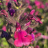 Salvie - Salvia greggii Mirage Burgundy