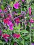 Salvie - Salvia greggii Mirage Burgundy