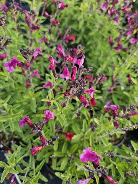 Salvie - Salvia greggii Mirage Burgundy