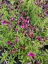 Salvie - Salvia greggii Mirage Burgundy