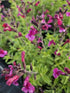 Salvie - Salvia greggii Mirage Burgundy