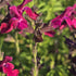 Salvie - Salvia greggii Mirage Burgundy