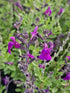 Salvie - Salvia greggii Mirage Deep Purple