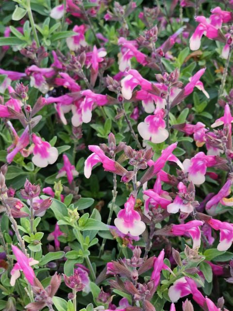 Salvie - Salvia greggii Mirage Rose Bicolor