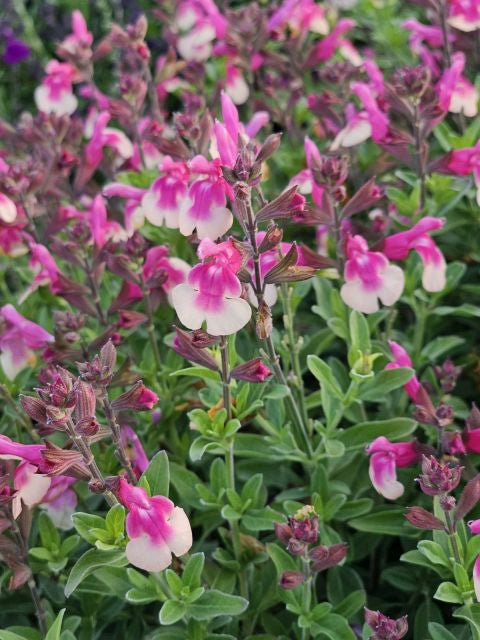 Salvie - Salvia greggii Mirage Rose Bicolor
