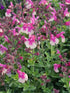 Salvie - Salvia greggii Mirage Rose Bicolor