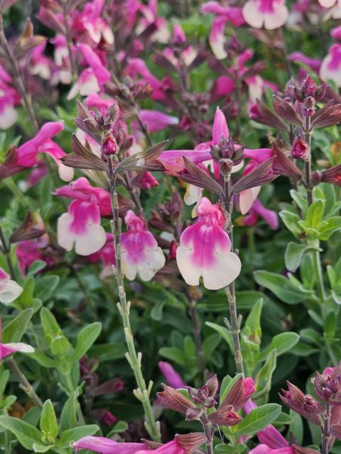 Salvie - Salvia greggii Mirage Rose Bicolor