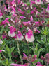 Salvie - Salvia greggii Mirage Rose Bicolor