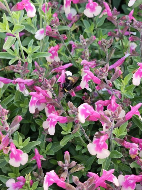 Salvie - Salvia greggii Mirage Rose Bicolor