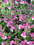 Salvie - Salvia greggii Mirage Rose Bicolor