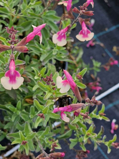Salvie - Salvia greggii Mirage Rose Bicolor