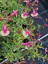 Salvie - Salvia greggii Mirage Rose Bicolor