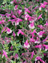 Salvie - Salvia greggii Mirage Rose Bicolor