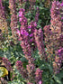 Jaleș roz - Salvia nemorosa 'Synchro Pink'