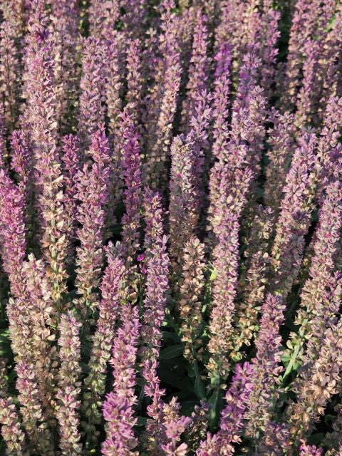 Jaleș roz - Salvia nemorosa 'Synchro Pink'